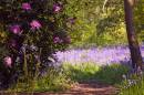A-spring-walk.jpg