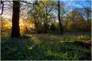 A_Bluebell_Scene_Upload_6.JPG