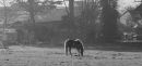A_Misty_Morning.jpg