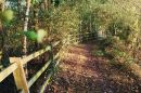 A_Path_of_Autumn_colours.jpg