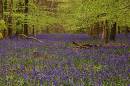 A_walk_in_the_woods1.jpg