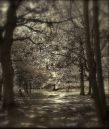 A_walk_through_the_trees.jpg