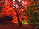 Acer_Fractalius1.jpg