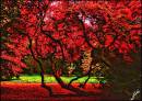Acer_Fractalius3.jpg