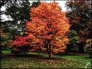 Acer_Fractalius4.jpg