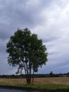 After-the-Rain1.jpg