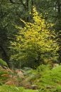 All-alone-ashridge-estate.jpg