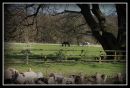 Alresford_Countryside.jpg