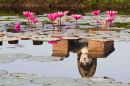 Ancient_Among_the_Lilies.jpg