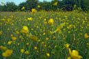 Army-of-Buttercups.jpg