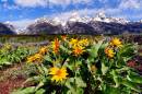 Arrowhead_balsomroot_6312_web.jpg