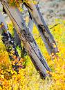 Aspen_Trunks_D300_0261_8x11.jpg