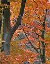 Autumn_B_Leecy.jpg