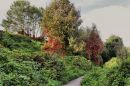 Autumn_Colours4.jpg