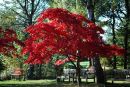 Autumn_Goldenacre.jpg