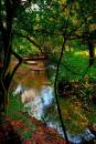 Autumn_Stream1.jpg