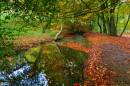 Autumn_Stream2.jpg