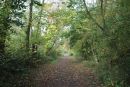 Autumn_Walk.jpg