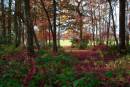 Autumn_colours1.jpg