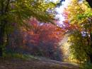 Autumn_grove.jpg