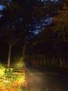 Autumn_in_the_Headlights.jpg