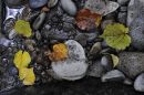 Autumns-leaves.jpg