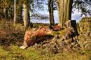 BIL0582_Murdered_Beech_900_x_598_.jpg