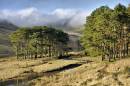 BIL3242_Mountain_Pines_1150_x_764_.jpg