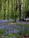 BLUEBELL_WOOD_01.jpg