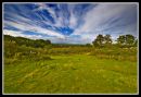 BRENCHLRY2011_APPLE_ORCHARD.jpg