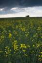 Backlit-rape-seed-and-tree.jpg