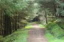 Ballycastle_Forest_on_Sat_09_04_11.jpg