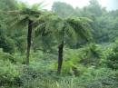 Barrengarry_foliage_3.JPG