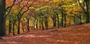 Beautiful_Beech_Wood_in_Autumn_B_Leecy_edited-1.jpg