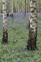 Beech-Bluebells-Waresley-wo.jpg