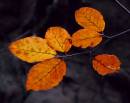 Beech_Leaves_Brian_Leecy_a.jpg