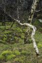 Bent-birches.jpg