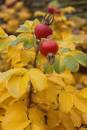 Berries3.jpg