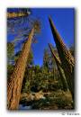 BigBear_19_Jan_Sassan1.jpg