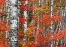 Birch.jpg