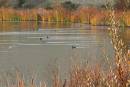 Birds-on-Silver-Pond.jpg