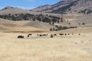 Bison_Herd_JRE8780_web_1000sr72.jpg
