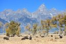 Bison_grazing_in_the_shadow_of_the_Tetons_web1000sr72_ARC_1007.jpg