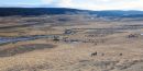 Bison_in_Valley_JRE9099_web1000sr72.jpg