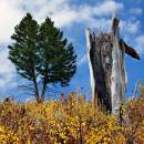 Blacktail_Plateau_D300_0301_10x10.jpg