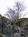 Bleak-Tree.jpg