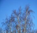 Blue1.jpg