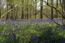 Bluebell-Wood.jpg