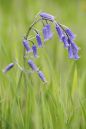 Bluebell-close-up.jpg