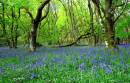 Bluebell_Wood2_1024_x_657_.jpg